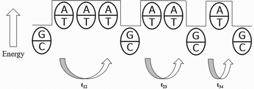 Figure 2. Charge carriers hop from the G-C base pair to the next G-C pair. The figure clearly shows that the A-T base pairs have higher energy than the G-C base pairs; so they act as a barrier to the charge transport. From one G-C base pair to the next G-C pair, time travelled by a charge – t12, relatively for the second G-C pair to the next G-C pair – t23 and so on.