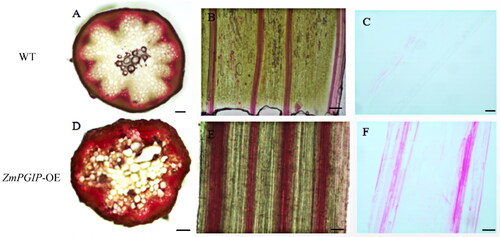 Figure 4. Microscopic observation of wild-type (WT) and ZmPGIP1-overexpressing Arabidopsis.(A, D) Phloroglucinol staining in cross-sections of WT and ZmPGIP1-transgenic Arabidopsis. (B, E) Phloroglucinol staining in longitudinal sections of WT and ZmPGIP1-transgenic Arabidopsis. (C) Saffron staining in longitudinal paraffin-embedded sections of wild-type Arabidopsis. (F) Saffron staining in longitudinal paraffin-embedded sections of transgenic Arabidopsis. WT, wild type; Scale bar is 100 µm.
