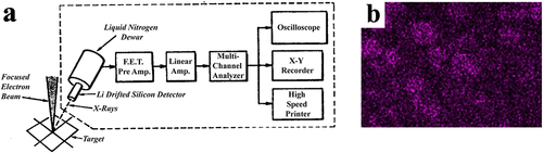 Figure 3 (a) Solid-state energy-dispersion spectroscopy. From Fitzgerald R, Keil K, Heinrich KF. Solid-state energy-dispersion spectrometer for electron-microprobe x-ray analysis. Science. 1968;159:528–530. doi:10.1126/science.159.3814.528. Reprinted with permission from AAAS.Citation99 (b) The S elemental mapping images of rotigotine microsphere. Reprinted from Journal of Controlled Release, 357, Xue Y, Xu L, Wang A, et al, Studying spatial drug distribution in golf ball-shaped microspheres to understand drug release, 196-209, Copyright 2023, with permission from Elsevier.Citation9