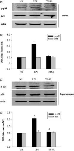 Figure 2. HDAC6 inhibition suppresses p38MAPK expression in the mouse frontal cortex and hippocampus after LPS treatment. (A and C) Immunoblots of the phosphorylation of p38MAPK in the cortex and hippocampus. (B and D) The intensity of the bands was determined by analyzing the optical density (O.D.). Data are presented as means ± SEM and are expressed as fold changes compared with the saline group. *p < 0.05 compared with respective NS group; #p < 0.05 compared with respective LPS group (n = 6).