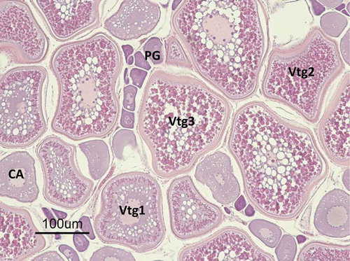 FIGURE 7. Batch-spawning strategy of Southern Flounder, as identified based on histological indicators. Spawning-capable females were identified by the predominance of tertiary vitellogenic oocytes (Vtg3), with some primary (Vtg1) and secondary (Vtg2) vitellogenic oocytes, primary growth oocytes (PG), and cortical alveolar oocytes (CA) present in the ovary. Tissues were stained with hematoxylin and eosin.