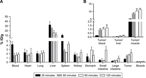 Figure 9 (A) Biodistribution of 68Ga–DOTA–BN–TMC–MNPs in tumor-bearing mice at 30, 60, 90, and 120 minutes post-injection (ID%/g±SD, n=3) and (B) tumor-to-organ ratios at 30, 60, 90, and 120 minutes post-injection.Abbreviations: %ID/g, percent injected dose per gram; 68Ga, gallium-68; DOTA, S-2-(4-isothiocyanatobenzyl)-1,4,7,10-tetraazacyclododecane tetraacetic acid; BN, bombesin; TMC, N,N,N-trimethyl chitosan; MNP, magnetic nanoparticle.