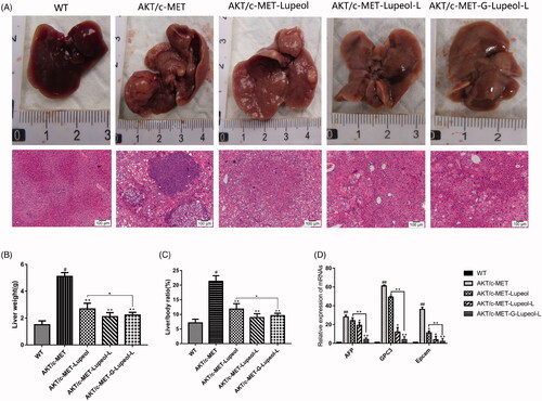 Figure 7. In vivo pharmacodynamic experiments. (A) Mouse liver morphology and HE result; (B) mouse liver weight; (C) mouse liver index; (D) qRT-PCR result.