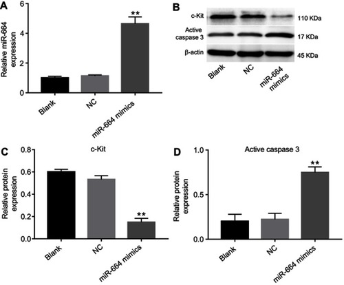 Figure 6 MiR-664 mimics exhibited antitumor effects via induction apoptosis in vivo. (A) The level of miR-664 in tumor tissues was detected with qRT-PCR. (B) The expressions of c-Kit and active caspase 3 in tumor tissues were analyzed by Western blotting. (C) The expression of c-Kit was quantified by normalizing to β-actin. (D) The expression of active caspase 3 was quantified by normalizing to β-actin. **P<0.01 vs NC group.