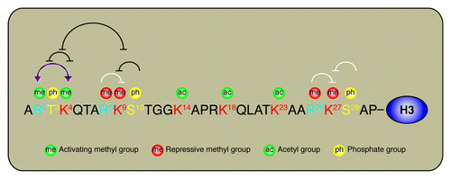 Figure 1. Cross-talk on histone H3 N-terminus.The amino acid sequence of the histone tail of H3 is annotated to highlight the position of key modified residues. Black lines represents published cross-talk events. White lines represent putative cross-talk events. The dashed black line between H3R2 and H3K4 represents the antagonistic cross-talk between H3R2me2a and H3K4me3. The purple arrows between H3R2 and H3K4 highlight the permissive cross-talk between H3R2me2s and H3K4me3.