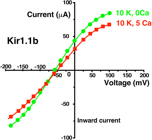 Figure 14. External Ca (5 mM) produced only a small decrease in wt-Kir1.1b whole cell current and conductance in two-electrode voltage clamp experiments. Representative whole-cell current-voltage curves were obtained from an individual oocyte bathed in 10 mM K, zero Ca bath (green circles) followed by 10 mM external K and 5 mM Ca (red squares). Other oocytes (n = 5, obtained on different days) showed similar Ca dependence, but at different absolute current levels.