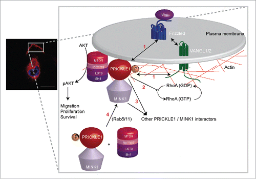 Figure 1. (Left) localization of Venus-PRICKLE1 at the leading edge of a migratory MDA-MB231 breast cancer cell. (Right) schematic of PRICKLE1 recruitment at the plasma membrane. Phosphorylation of PRICKLE1 by MINK1 leads to the localization of the PRICKLE1-mTORC2 protein complex and to AKT phosphorylation. The four main questions to answer (see text) are numbered in red.