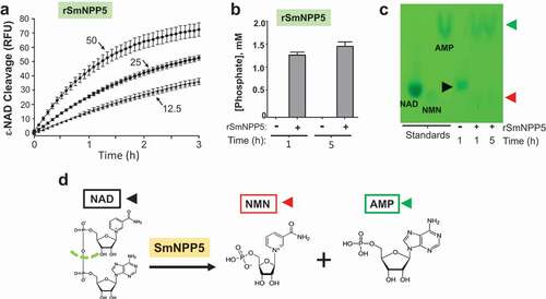 Figure 3. Purified recombinant SmNPP5 cleaves NAD. a. ε-NAD was incubated with 12.5, 25, or 50 ng of rSmNPP5, as indicated, and cleavage was assessed by an increase in fluorescence over time (n = 3, mean ± SEM) b. β-NAD was incubated with (+) or without (-) 1 µg rSmNPP5 for either 1 h or 5 h (as indicated) and phosphate levels (mean ±SEM) were assessed following CIP treatment. c. Thin Layer chromatography analysis of reaction products following NAD (black arrowhead) incubation with (+) or without (-) 1 µg rSmNPP5 for 1 h or 5 h (as indicated). Cleavage yields NMN (red arrowhead) and AMP (green arrowhead). Migration of standards is shown at left. NAD, nicotinamide adenine dinucleotide; NMN, nicotinamide mononucleotide; AMP, adenosine monophosphate. d. Depiction of NAD cleavage reaction catalyzed by SmNPP5; structures of NAD and cleavage products NMN and AMP are shown.