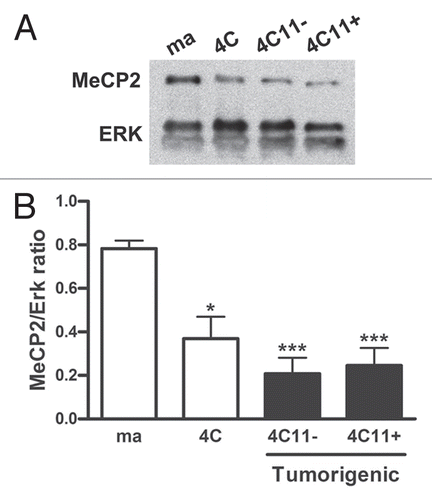 Figure 3 MeCP 2 expression is reduced during melanoma genesis. (A) MeCp2 protein expression was evaluated by western blot in the lineages that mimic different steps of melanocyte malignant transformation. Erk level was used as a control of protein extracts loading. (B) Median and +SE of the ratio between MeCP 2 and Erk expression are represented. The chart represents the averages of three independent experiments. For statistical analysis a non-parametric One-way ANOVA test followed by post-hoc test Tukey was used. The significance was established at p < 0.05. Ma: non-tumorigenic melan-a melanocyte lineage; 4C: pre-malignant melanocyte lineage; 4C11−: non-metastatic melanoma cell line and 4C11+: metastatic melanoma cell line; *p < 0.05, ***p < 0.001.