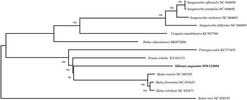 Figure 1. The phylogenetic relationship of 13 species within the Rosaceae species based on neighbour-joining analysis of complete chloroplast genomes. Senna tora was served as the out-group.