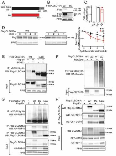 Figure 5. The CLEC16A C-terminal IDPR is required for mitophagy complex formation by maintaining CLEC16A stability. (A) Schematic of C-terminal Flag epitope-tagged constructs encoding wild-type (WT) full-length CLEC16A or CLEC16A lacking the C-terminal IDPR (∆C). (B) Representative Flag WB of WT and ∆C CLEC16A following transfection in 293 T cells. Arrow indicates CLEC16A ∆C band. PPIB serves as loading control. n = 4/group. (C) Relative Clec16a mRNA levels (normalized to Ppia expression) following transfection of Flag-EV, WT CLEC16A, or ∆C CLEC16A plasmids into 293 T cells. n = 3/group. (D) Representative WB of Flag-CLEC16A levels (with densitometry of % change from basal levels) from 293 T cells transfected with WT or ∆C CLEC16A following treatment with cycloheximide (CHX; 300 µg/mL) for 0–6 h. Similar levels of Flag-CLEC16A protein between groups were achieved by transfection with 1 µg of WT CLEC16A (with 4 µg Flag-EV) or 5 µg CLEC16A ∆C. n = 3–4/group. (E) Representative WB of cell-based ubiquitination assay of overexpressed Flag-tagged CLEC16A WT or ∆C performed in HEK293T cells co-transfected with MYC-Ubiquitin. Cells were treated with DMSO or 10 μM MG132 for 12 h. Similar levels of Flag-CLEC16A protein between groups were achieved by transfection of 1x WT (1.5 µg Flag-WT CLEC16A + 6 µg Flag-EV) or 5x ∆C (7.5 µg Flag-∆C). n = 3/group. (F) Representative WB of in vitro ubiquitination assay of recombinant CLEC16A-6xHis-Flag WT or ∆C following incubation with ATP, HA-Ubiquitin, E1, in the presence or absence of UBE2D3 at 37°C for 1 h. n = 4/group. (G) Representative WBs of cell-based assessment of binding, stabilization, and ubiquitination of overexpressed HA-tagged RNF41 by Flag-tagged CLEC16A WT or ∆C (or empty vector control) performed in HEK293T cells co-transfected with MYC-Ubiquitin. Conditions included Flag-EV (empty vector; 7.5 µg), 1x Flag-CLEC16A WT (1.5 µg Flag-CLEC16A WT + 6 µg Flag-EV), and 1x or 5x Flag-CLEC16A ∆C (1.5 µg Flag-CLEC16A ∆C + 6 µg Flag-EV or 7.5 µg Flag-CLEC16A ∆C, respectively). n = 3/group. (H) Representative WB following anti-Flag IP in HEK293T cells transfected with HA-RNF41, GFP-USP8 and Flag-EV, Flag-CLEC16A WT, or Flag-CLEC16A ∆C vectors. Conditions included Flag-EV (empty vector; 7.5 µg), 1x Flag-CLEC16A WT (1.5 µg Flag-CLEC16A WT + 6 µg Flag-EV), and 1x or 5x Flag-CLEC16A ∆C (1.5 µg Flag-CLEC16A ∆C + 6 µg Flag-EV or 7.5 µg Flag-CLEC16A ∆C, respectively). n = 3/group. *p < 0.05.