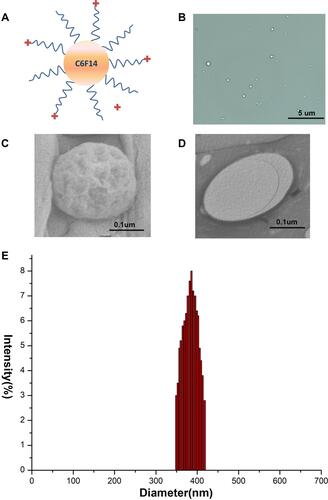 Figure 2 Characteristics of CNDs. (A) Diagram of CNDs. (B) Bright-field microscopy images of CNDs. (C) SEM images of CNDs. (D) TEM images of CNDs. (E) Size distribution of CNDs.