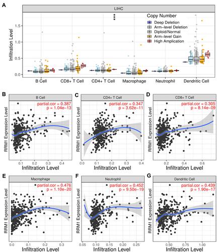 Figure 6 The correlation between immune cell infiltration and RRM1 expression in HCC. (A) Effect of different copy numbers of RRM1 on the infiltration level of various immune cells in HCC. (B–G) Correlation between expression level of RRM1 and infiltration level of B cells (B), CD4 + T cells (C), CD8 + T cells (D), macrophages (E), neutrophils (F) and dendritic cells (G) in HCC. ***p value < 0.001.