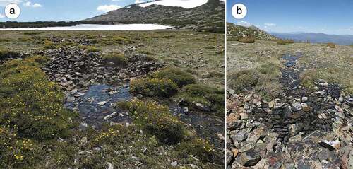 Figure 6. Rock well springs in the patterned ground zones. Following spring snowmelt from most slopes of the Kavanaugh Plateau except the snowbed, multiple springs across the patterned-ground zones emerge from rock wells and flow a short distance onto soil circles below them. (a) View westward to the ribbon forest and snowpack remaining on the snowbed slope (14 July 2017). (b) View eastward of a spring in the lower portion of the patterned-ground zones showing the water flow onto downslope soil circle (3 July 2019).