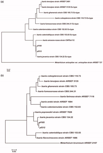 Figure 1. Phylogenetic trees based on the internal transcribed spacer (ITS, A) and partial ß-tubulin (TUB2, B) sequences of isolates pf185 and pf212 and ex-type strains of the Isaria genus (Supplemental Table 1). The phylogenetic trees were constructed using the neighbor-joining method and Kimura’s two-parameter model. The numbers at nodes indicate consensus bootstrap values based on 1,000 replications. Scale bar = 0.01 substitutions per nucleotide position. Sequences from Metarhizium anisopliae and M. brunneum were used as the outgroups for ITS and ß-tubulin sequence analyses, respectively. Abbreviations: ARSEF, Agricultural Research Service Collection of Entomopathogenic Fungal Cultures (Ithaca, NY, USA); CBS, Centraal Bureau voor Schimmelcultures (Utrecht, The Netherlands).