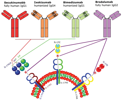 Figure 2. IL-17 inhibitors, attachment sites, and mechanism of action. Secukinumab and ixekizumab interact with IL-17A/A, and A/F, bimekizumab attached to IL-17A/A, A/F, and F/F, and brodalumab inhibit IL-17A, IL-17C, and IL-17E.