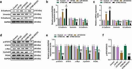 Figure 7. The effect of liposomes- or UTMD-mediated transfection of SOCS3 in EMT-related and STAT3 pathway-related molecules in BC mice in vivo. (a-e) The effects of liposome- and UTMD-mediated transfection with SOCS3 on the expressions of EMT-related molecules (E-Cadherin, N-Cadherin, Vimentin) and STAT3 pathway-related molecules (STAT3, CyclinD1, PCNA) in the tumor tissues of mice were measured by RT-qPCR and Western blot, as required. Each experiment was repeated three times independently. GAPDH was set as control. *P < 0.05, **P < 0.01, ***P < 0.001 vs. LIP-NC; ^^^P < 0.001 vs. UTMD-NC; #P < 0.05, ##P < 0.01, ###P < 0.001 vs. LIP-SOCS3.