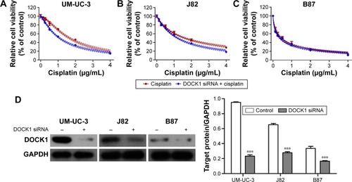 Figure 2 Downregulation of DOCK1 sensitized bladder cancer cells to cisplatin.