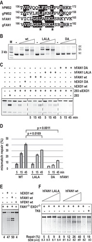 FIG 2 The ability of FAN1 to rescue the MMR defect in human cells lacking EXO1 or both EXO1 and FAN1 is affected by FAN1 interaction with MLH1. (A) Alignment of the putative MLH1 interaction motifs in human (h) and chicken (g) FAN1 and PMS2. The conserved leucines that were mutated to alanines are marked with asterisks. (B) WT FAN1 and its LALA variant have comparable activities in a nonspecific nuclease assay, which measures the relaxation and cleavage of a supercoiled plasmid substrate. The FAN1 DA nuclease-dead mutant was included as the negative control. Oc, open circular; lin, linear; sc, supercoiled plasmid. (C) WT EXO1 or FAN1, but not the respective nuclease-dead DA mutants, can rescue the MMR activity of HEK293 extracts in which EXO1 was depleted with siRNA (Fig. S2A). The activity of the LALA variant in this MMR assay was diminished compared to the WT protein. (D) Quantitation of the time course shown in panel C. (E) Recombinant human FAN1 or EXO1, but not FEN1, rescues the MMR defect in nuclear extracts of FAN1−/− EXO1−/− TK6 cells. (F) Comparison of the ability of equal amounts of WT FAN1 and its LALA variant to complement the in vitro MMR deficiency of FAN1/EXO1-deficient TK6 cells. Panels B, C, E, and F show representative images of GelRed-stained 1% agarose gels run at 200V in TAE buffer.