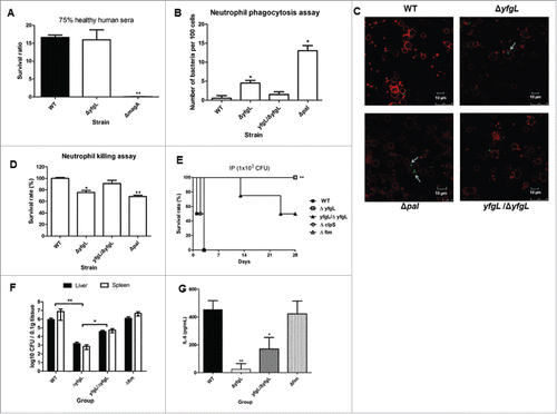 Figure 4. The roles of YfgL in virulence during K. pneumoniae infection. (A) Serum sensitivity assays of resistance to killing by nonimmune healthy human serum of the NTUH-K2044 wild-type and the yfgL-gene deletion mutant strains. The data represent the means of 3 independent trials; the error bars represent the standard deviations. A mean survival ratio ≥1 corresponds to serum resistance. ** P <0.01 by Student's t test (compared to the wild-type strain). The magA-gene deletion mutant is a CPS-deficient strain of NTUH-K2044 and used as a control. ((B)and C) Determination of phagocytosis resistance of the wild type, the yfgL-gene mutant and the yfgL complementation strains by human neutrophil. The pal-gene deletion strain is sensitive to human neutrophil phagocytosis and killing and used as a control. Bacteria carrying the GFP plasmid were incubated with human neutrophils for 45 min and observed under a confocal microscope. Bacteria phagocytosed by human neutrophils were counted under a confocal microscope. Data are presented as mean ± SEM of 3 independent trials. ** P < 0.01 or * P < 0.05 by Student's t test (compared to the wild-type strain). A representative confocal section through the middle of the cell was shown for observation of intracellular bacteria. Arrows denote intracellular bacteria. Scale bar, 10 μm. (D) Bacterial susceptibilities to killing by human neutrophils of the wild type, the yfgL-gene mutant and the yfgL complementation strains after 45 min of incubation are presented. Survival rate indicates percent survival of wild-type or mutant strains calculated on the basis of viable counts relative to those for the no-neutrophil controls. Data are presented as mean ± SEM of 3 independent trials. ** P < 0.01 or * P < 0.05 by Student's t test (compared to the wild-type strain). (E) BALB/c mice (4 mice per group) were infected with the NTUH-K2044 wild-type and isogenic mutant strains at an IP dose of 1 × 103 CFU/animal. Survival of mice was monitored for 4 weeks. ▪, NTUH-K2044; □, yfgL mutant (yfgL vs. parent, **, P = 0.008; log-rank test); ○, clpS mutant; △, fim mutant; ▴, yfgL complementation strain. ((F)and G) BALB/c mice (4 mice per group) were inoculated by IP injection with equivalent doses (1 × 103 CFU) of the NTUH-K2044 wild-type, yfgL mutant, or fim mutant strains. Surviving animals were sacrificed at 20 hours after challenge. Bacterial loads were measured in the liver and spleen (F); IL-6 levels were measured in the serum (G). Tissue counts (log10 CFU) were standardized per 0.1 g wet organ weight. IL-6 levels were measured by ELISA. Data are presented as mean ± SEM. **, P < 0.01 by Student's t-test (compared to the wild-type strain); other comparisons were not statistically significant (P ≥ 0.05).