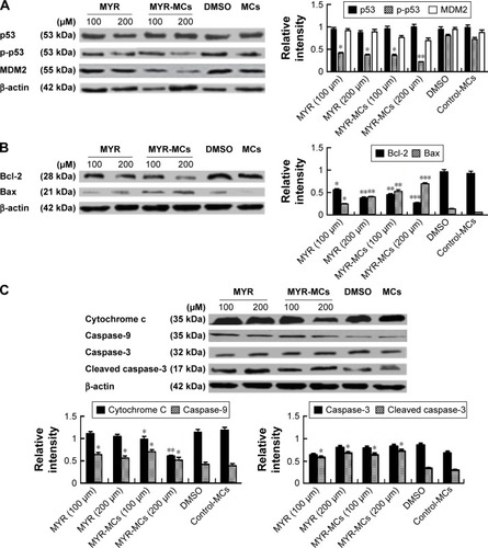 Figure 5 MYR-MC-induced changes of apoptosis-related proteins in mitochondrial lysates. (A) Representative images of p53, phosphorylated p53, and MDM2 are shown in the left panel and the related summary is presented in the right panel. *P<0.05, **P<0.01 compared with control. (B) Representative images of Bcl-1 and Bax are shown in the left panel and the related summary is presented in the right panel. *P<0.05, **P<0.01 and ***P<0.001 compared with control. (C) Representative images of cytochrome c, caspase-9, caspase-3, and cleaved caspase-3 are shown in the top panel and the related summary is presented in the bottom panels. *P<0.05, **P<0.01 compared with control. DBTRG cells were treated with MYR-MCs or MYR at indicated concentrations for 24 h and all data are presented as the mean ± standard error of mean of three independent experiments.Abbreviations: DMSO, dimethyl sulfoxide; MCs, mixed micelles; MYR, myricetin; MYR-MC, myricetin-loaded mixed micelle.