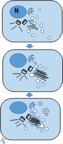 Figure 18. Diagrammatic representation of an ODS oligodendrocyte primary cilium intracellular pocket formation above a centriole base where a fascicle axonemal microtubule is erected. The Golgi apparatus, adjacent to the nucleus (N) produces endocytic vesicles where an accretion process initiated around its shaft’s zone constructs a growing envelope and autophagosomes, with a contrasted content, as illustrated by micrographs in Figures 8A-13