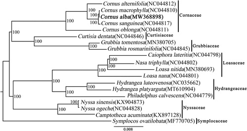 Figure 1. Phylogenetic tree inferred by the maximum-likelihood (ML) method based on 19 representative species.