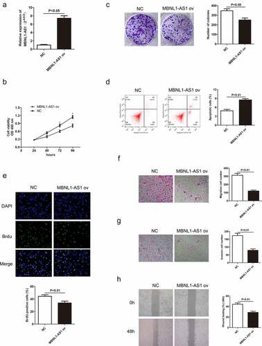 Figure 3. Overexpression of MBNL1-AS1 promotes cell apoptosis by inhibiting HGC-27 cell proliferation, migration, and invasion. (a) The expression level of MBNL1-AS1 in HGC-27 cells after transfection with MBNL1-AS1 ov or NC vectors. (b) CCK-8 assay showing cell viability in HGC-27 cells after transfection with MBNL1-AS1 ov or NC vectors. (c) Effects of increased MBNL1-AS1 level on colony formation. (d) Flow cytometry showing HGC-27 cell apoptosis ability in MBNL1-AS1 ov or NC group. (e) BrdU assay examining cell proliferation capacity of HGC-27 cells in MBNL1-AS1 ov or NC group. (f-g) Transwell assays showing the effect of MBNL1-AS1 up-regulation on cell migration and invasion. (h) Wound healing assay showing HGC-27 cell migration ability.