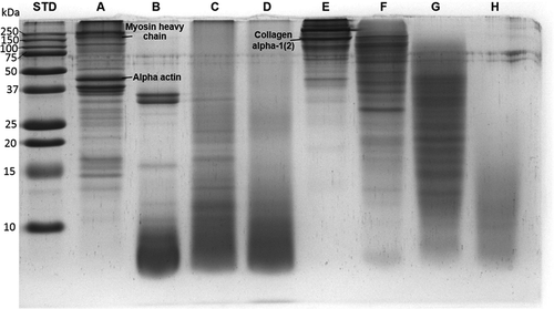 Figure 2. SDS-PAGE of samples from tilapia frame protein isolate (FPI, lane A), frame protein hydrolysates generated by pepsin (FPHPe, lane B), papain (FPHPa, lane C) and bromelain (FPHBr, lane D), skin protein isolate (SPI, lane E), and skin protein hydrolysates generated by pepsin (SPHPe, lane F), papain (SPHPa, lane G) and bromelain (SPHBr, lane H).