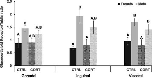 Figure 2. Glucocorticoid Receptor. CRTL males had significantly greater GR in gonadal (p = .032), inguinal (p = .003) and visceral (p = .008) adipose depots compared with CRTL females. GR concentration was significantly higher in the visceral depot (p = .021) of CORT treated males compared with CORT treated females.