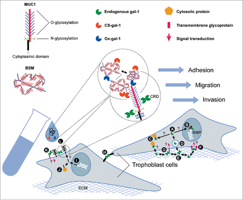 Figure 3. Schematic representation of cellular effects resulting from interactions of gal-1 and MUC1. (A) Cytoplasmic gal-1 can be translocated into the nucleus, (B) where it can associate with ribonucleoproteins (RNP) and participate in spliceosome assembly, or it can accumulate in the cytoplasm (C) where it may interact with cytosolic binding partners. (D) Gal-1 is transported outside the cells via non-classical protein export. In the extracellular space (E) this lectin binds several ECM glycoproteins, and (F) can form homogeneous lattices at the cell surface and activate signaling cascades. (G) Gal-1 can bind to cell surface glycoconjugates and crosslink them with ECM, (H) or promote cell-cell adhesion. MUC1 may act as a binding partner of gal-1, in a carbohydrate-dependent manner. (I) A fragment of the cytoplasmic tail of MUC1 may be transported to the nucleus and regulate gene expression, (J) or might sequester some cytosolic proteins. (K) Binding of gal-1 to trophoblast MUC1 and crosslinking with other transmembrane glycoproteins could trigger signal transduction. (L) Hypothetical molecular interactions of exogenous recombinant human gal-1 (CS-gal-1 and Ox-gal-1) and MUC1-like molecules of BSM in trophoblast cell culture.