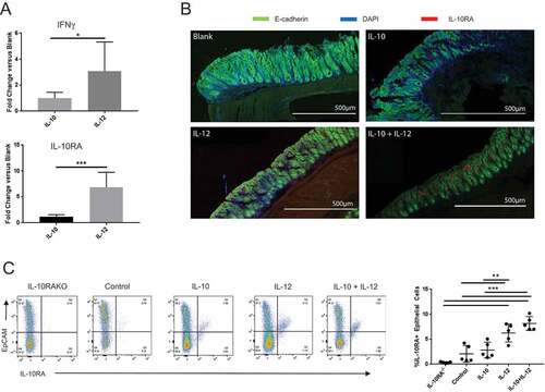 Figure 5. IL-12 induces IFNγ and IL-10RA expression in the colon. (A) Quantitative PCR analysis of IL-10RA and IFNγ mRNA. Quantitative PCR was performed to evaluate relative changes in IL-10RA and IFNγ transcript levels in the colon in blank or cytokine particle-treated mice. (B) IL-10RA expression on colon epithelium. Colon sections from control (blank), IL-10, IL-12 and IL-10+ IL-12-treated mice were stained for DAPI (blue), E-cadherin (green), and IL-10RA (red) and visualized by laser-scanning confocal microscopy. (C) FACS analysis of epithelial cell IL-10RA expression. Single cell preparations from colon epithelia of control and treated mice (along with a negative control, i.e. IL-10RA knockout wild-type B6 mice) were stained for EpCAM and IL-10RA expression and were analyzed by flow cytometry. Representative panels and quantitative data are shown. Each circle indicates an individual mouse. Error bars = SD, n = 5 per group. Significance: *, **, *** denote p < 0.05, 0.01 and 0.001, respectively