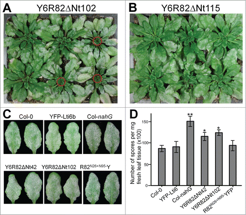 Figure 2. Expression of YFP-Lti6b–tagged RPW8.2 variants results in enhanced disease susceptibility. Six week-old plants were inoculated with Gc UCSC1 and disease phenotypes were assessed at 10 dpi. (A) Representative T1 plants transgenic for Y6R82ΔNt102 (as an example). Plants with enhanced disease susceptibility (‘eds’) are indicated by red circles. (B) Representative T1 plants transgenic for Y6R82ΔNt115 (as an example). No plants with apparent ‘eds’ were seen. (C) Representative individual infected leaves of indicated genotypes. Col-nahG is SA-deficient and displays ‘eds’. (D) Quantification of disease susceptibility. Data represent means ± SE from one of 3 independent experiments. Student's t-test was used to compare value of other genotypes to that of Col-0. *P < 0.05; **P < 0.001.