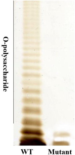 Figure 1. LPS patterns obtained after SDS-PAGE followed by visualization with silver staining. LPS extracted from an equal amount of cells of each strain were separated by 12% SDS-PAGE.