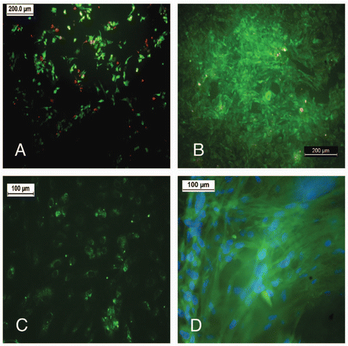 Figure 14. (A) HUVEC cells, cultured on the 3:2 composition on day 7 are viable in a Live Dead assay (live cells, green; dead cells, red). (B) RASMC cultured on the 3:2 C-PCLT sample on day 7 from a dense layer of viable cells (Live Dead assay). (C) vWF immunostaining for the Endothelial cell seeded constructs. (D) RASMC stained for Smooth muscle actin on the 3:2 samples.