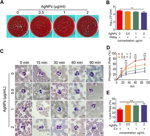 Figure 8 The antibacterial potential of silver nanoparticles (AgNPs) was investigated using an ex vivo blood-AgNP-bacterial interaction model. (A, B) Quantitative evaluation of the antibacterial efficacy against Staphylococcus aureus (S. aureus) following treatment with different concentrations (0, 0.5, 1 and 2 μg/mL) of AgNPs and S. aureus in a blood-AgNPs-bacteria system at 90 min. (C) Representative images of the blood-AgNPs-bacteria co-culture. The round blue particles represent S. aureus. Scale bar = 5 μm. (D) Phagocytosis rate of S. aureus by human polymorphonuclear neutrophils (PMNs) in blood-AgNPs-bacteria system at 90 min. (*0.5 μg/mL versus 0 μg/mL, &1 μg/mL versus 0 μg/mL, #2 μg/mL versus 0 μg/mL; **, &&P < 0.01; ***, &&&, ### P < 0.001). (E) Lysis rate of human PMNs induced by S. aureus and different concentrations (0, 0.5, 1 and 2 μg/mL) of AgNPs at 2 h. n.s. represents no statistical significance.