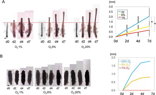 Figure 1. Organ culture of human hair follicles under different oxygen tensions.