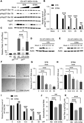 Figure 8. Inhibition of EV-A71 replication and propagation by peptide S78. (A) RD cells were pre-treated with peptides S78 or S78A for 2 h and infected with EV-A71 at the MOI of 10 for 6 h. Cell lysates were collected for western blot assay. Hsp27 phosphorylation on Ser 15, 78, 82 were detected by specific antibodies. β-Actin were detected as internal control. (B) Densitometric analysis of (A). (C) HEK 293 T cells were pre-treated with peptides S78 or S78A at the concentration of 25 μΜ for 2 h and then co-transfected with Hsp27-WT plasmid (800 ng), pIRES reporter plasmid (200 ng) and 2Apro-expressing plasmid or 2AC110A-expressing plasmid (200 ng) for 24 h, then the luciferase activity was measured. (D–E) RD cells were treated with peptides S78 or S78A and then infected with EV-A71. EV-A71 VP1 were detected. (F) RD cells were treated with peptides and then infected with EV-A71 at the MOI of 1 for 12 h. The EV-A71-induced CPE was captured. (G–H) Intracellular viral RNA was extracted and quantified by qPCR. (I) Densitometric analysis of (D–E). The analysis used respective untreated control for S78 and S78A. (J) RD cells were treated with peptides S78 or S78A and then infected with EV-A71 at the MOI of 1 for 12 h. Extracellular viral RNA was extracted and quantified by qPCR. (K) Viral titration was calculated by TCID50. The Statistical analyzes were carried out using Student’s t-test. *p < 0.05, **p < 0.01, ***p < 0.001. Data are expressed as mean ± SD.