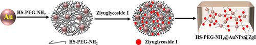 Figure 2 Preparation scheme of ZgI-AuNPs.