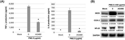 Figure 7. JAK2 inhibitor AG490 reduces the levels of inflammatory mediators in PM2.5-stimulated MH-S cells. MH-S cells were untreated (mock) or pre-treated with JAK inhibitor AG490 (15 μM) for 1.5 h and then untreated (mock) or treated with PM2.5 (100 μg/ml). After 24 h, cultured media were assayed using ELISA to determine levels of (A) TNF-α and IL-6, and (B) cell lysates were blotted to detect iNOS, COX-2, NFκB, pNFκB and GAPDH proteins. Data are representative of at least three independent experiments and values are expressed in mean ± SD (n ≥ 3). *, P < .05 (significant difference compared with untreated cells).