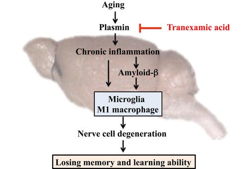 Figure 9 Mechanism of the effect of tranexamic acid on the decline of aging-induced memory and learning abilities in mice.