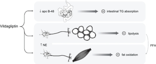 Figure 2 Mechanisms that may mitigate weight gain with vildagliptin during meals. Following a high-fat meal, vildagliptin was found to reduce levels of chylomicron apo B-48, suggesting that it may inhibit chylomicron-mediated triglyceride absorption from the gut.Citation53 Vildagliptin was also associated with increased postprandial catecholamine levels, as well as markers of lipolysis in adipose tissue and fatty acid oxidation in skeletal muscle, suggestive of sympathetically mediated lipid mobilization and catabolism in the postabsorptive state.Citation54