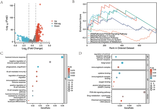 Figure 3 Functional analysis of DEGs. (A) Volcano map of the significant DEGs identified based on ITGA11 expression in STAD. (B) GSEA of the DEGs. (C) GO enrichment in the biological process (BP) of DEGs. (D) GO enrichment in biological process (BP), cell composition (CC), molecular function (MF), and KEGG enrichment of DGEs.