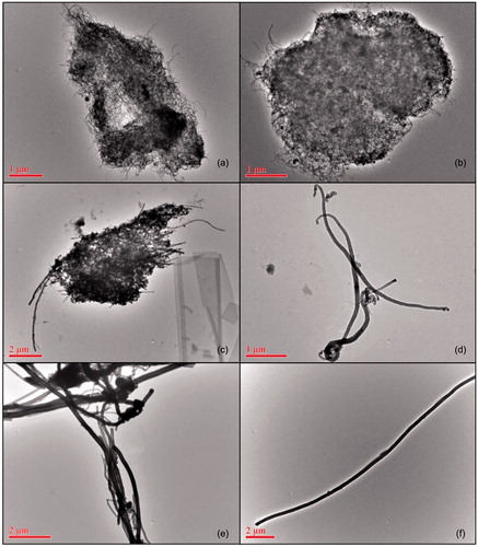 Figure 1. TEM images from VDT dispersions of (a,b) MW1, (c,d) MW2, and (e,f) CNF1.