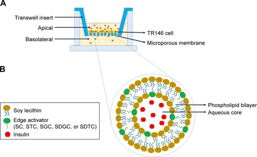 Figure 1 Schematic illustration of the delivery of insulin across TR146 cell layers on a Transwell (A) and elastic bilosomes (B).Abbreviations: SC, sodium cholate; SDGC, sodium deoxyglycocholate; SDTC, sodium deoxytaurocholate; SGC, sodium glycocholate; STC, sodium taurocholate.