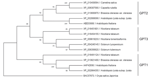 Figure 2. A phylogenetic tree of dicot GPT proteins, constructed using the maximum-likelihood method within MEGA-X software.Citation48 Protein sequences were aligned using the MUSCLE algorithm and the LG+F substitution model was used to determine branch lengths. The numbers shown on the branches are bootstrap values (performed 1000 repeats). Rooting of the tree used a monocot (Oryza sativa) GPT1 protein sequence.