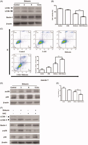 Figure 6. Shikonin induces ROS/p38-mediated protective autophagy to against apoptosis in A375 cells. (A) Western blot was performed to analyze the expression of autophagic markers after incubating A375 cells with 2 μM Shikonin for 3, 6, and 12 h. After pretreatment with 3-MA (5 mM) 1 h, and then incubated with 2 μM Shikonin for 24 h, the changes of cell viability (B) and apoptosis (C) were detected by CCK-8 assay and flow cytometry in A375 cells. (D) Western blot analysis of p-p38 after incubating A375 cells with 2 μM Shikonin for 3, 6, and 12 h. (E) The cell viability of A375 cells was determined by CCK-8 assay after pretreated with SB203580 (5 μM) for 1 h followed by 2 μM Shikonin for 24 h. (F) A375 cells were pretreated with NAC (8 mM) for 1 h followed by 2 μM Shikonin for 6 h to detect the effects of ROS on p38-mediated autophagy. β-Actin was measured as an internal control. The image shown is representative of three separate experiments. ***p < .001, ****p < .0001 compared with the control group.