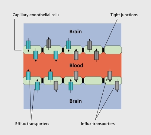 Figure 1. The blood-brain barrier and drug transporters in the capillary endothelial cells.