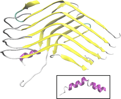 Figure 3. (Colour online) Most populated structural group of the n16N-8 system, comprising 17.5% of trajectory snapshots. Inset: Most populated structural group of the n16N-1 system, with 4.4% [Citation37].