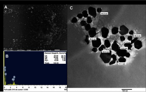 Figure 3 SEM (A) EDX (B); and TEM (C) analysis of AgNPs synthesized by aqueous seed extract of Sygyzium cumini.Abbreviations: AgNPs, silver nanoparticles; EDX, energy-dispersive X-ray; SEM, scanning electron microscopy; TEM, transmission electron microscopy.